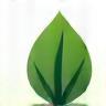 Leaf icon